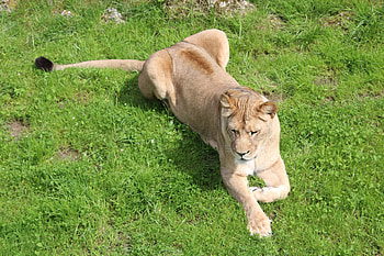Animals, Grass, To Lie Down, Lie, Predator, Big Cat, Lioness HD wallpaper
