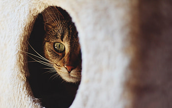 Cat, animal, wp, box HD wallpaper