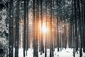 Winter, Nature, Trees, Sun, Snow, Forest HD wallpaper