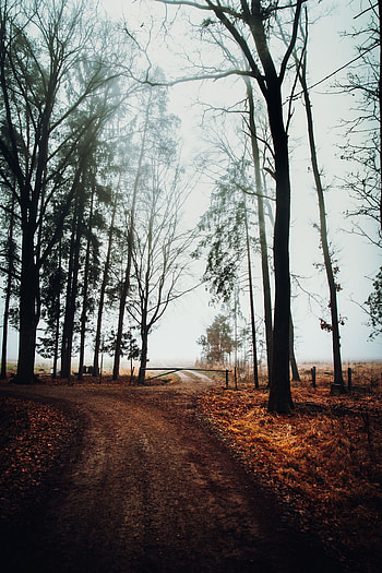 Nature, Trees, Road, Fog, Barrier HD phone wallpaper