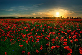 Poppies in the Morning Sun, poppies, sky, flowers, sun HD wallpaper