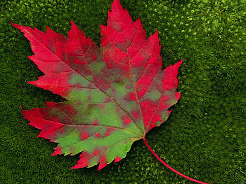 True autumn colors, season, color, autumn, leaf, forest HD wallpaper