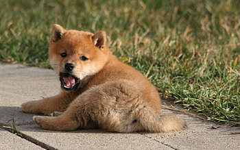 Animals, Grass, To Lie Down, Lie, Puppy, Yawn, To Yawn HD wallpaper