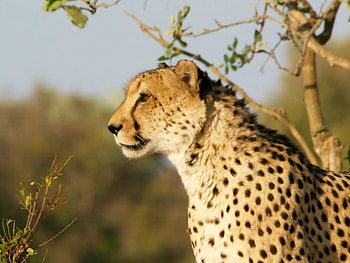 CHEETAH, BIG, , CAT HD wallpaper