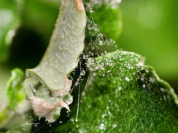 Web, Drops, Macro, Shine, Brilliance, Surface, Sheet, Leaf HD wallpaper