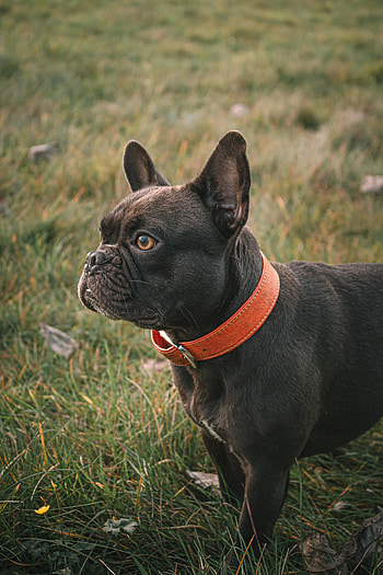 Animals, Dog, Pet, Collar, French Bulldog HD phone wallpaper