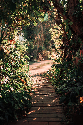 Plants, Nature, Bush, Path HD phone wallpaper