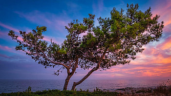 Dugi otok (Long island), Croatia, sea, colors, clouds, sky, sunset, tree HD wallpaper