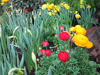 Flowers Symbolizing Friendship 09, graphy, yellow, green, red, Flowers, garden HD wallpaper