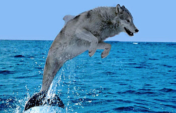 Sea Wolf, sea, funny, wolf, water, ocean HD wallpaper
