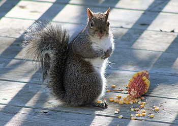 Animals, Squirrel, Head, Corn, Maize, Kochan HD wallpaper