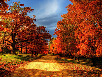 Autumn trees, colorful, colors, serenity, nice, quiet, autumn, road, calm, path, fall, beautiful, tree, falling, leaves, branches, nature, sky, lovely, forest HD wallpaper