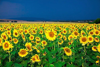 Sunflowers in Field, beautiful, sunflowers, , field HD wallpaper