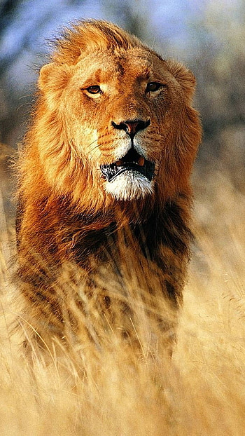 Lion , Animal HD phone wallpaper