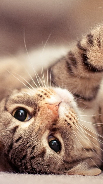 A Cute, Funny Cat HD phone wallpaper