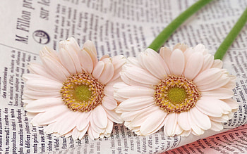 Gerberas on Newspaper, other, newspaper, flowers, gerbera HD wallpaper