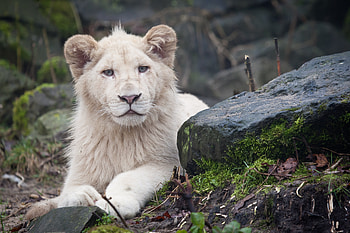 Animals, Stones, Sit, Lion, Predator, Moss HD wallpaper