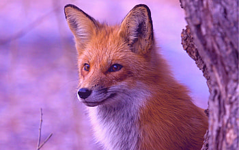 Animals, Fox, Wood, Tree, Muzzle, Hunt, Hunting, Observation HD wallpaper