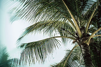 Nature, Leaves, Wood, Tree, Palm, Branches, Tropical HD wallpaper