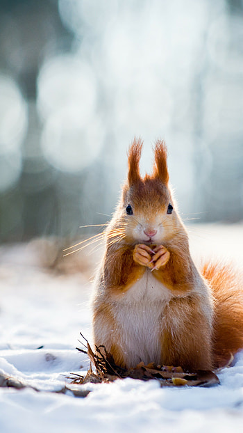 Snowy squirrel, Winter nature scene HD phone wallpaper