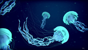 Jelly Fish - Cave HD wallpaper