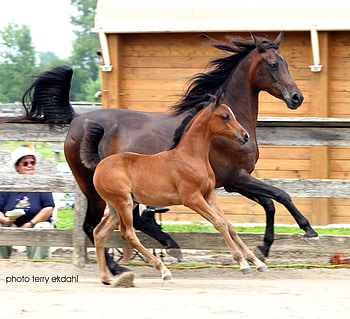 unbroken spirits, foals, horses, wild horses, running HD wallpaper