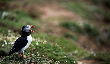 Animals, Grass, Bird, Beak, Blur, Smooth, Dead End, Cul-De-Sac HD wallpaper