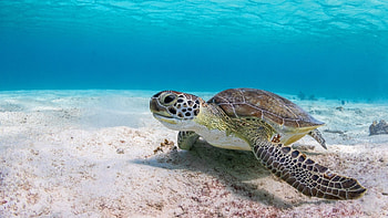Turtle, ultra , Majestic creatures, Serene natural beauty HD wallpaper