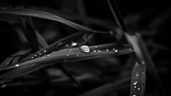 Rain Water Drops Leaves Macro Black And White graphy HD wallpaper
