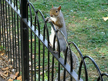 Funny Squirrel, cool, funny, , squirrel HD wallpaper