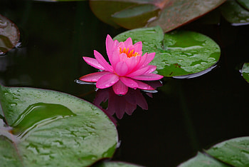 Lake, big leaf, water lily, flower HD wallpaper