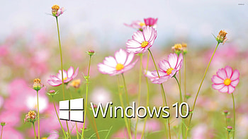 Windows 10 white text logo on cosmos blossoms HD wallpaper
