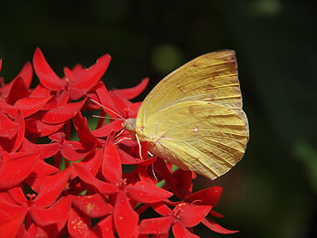 Flower, Macro, Close-Up, Butterfly, Wings HD wallpaper