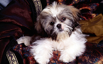 Animals, Sit, Dog, Puppy, Armchair HD wallpaper