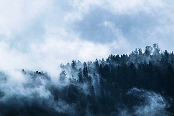 Fog, misty day, forest, horizon HD wallpaper