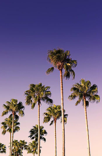 Nature, Trees, Sky, Palms, Branches HD phone wallpaper