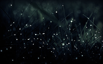 Dew On Grass, dew, grass, nature HD wallpaper