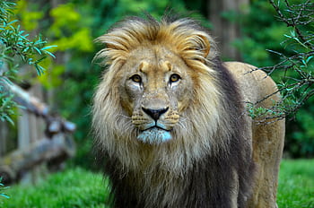 Close-up of a male lion with a majestic mane in a lush, green outdoor setting. HD wallpaper