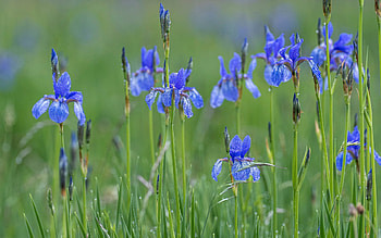 Irises, blue, nature, flowers HD wallpaper