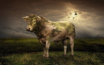 Animals, Grass, Shine, Light, Field, Cow HD wallpaper