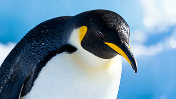 Penguin, Emperor Penguin, Bird, Wildlife HD wallpaper