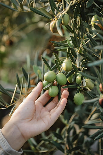 Close-up of a hand reaching for ripe green olives on a sunny day in an olive grove. HD phone wallpaper