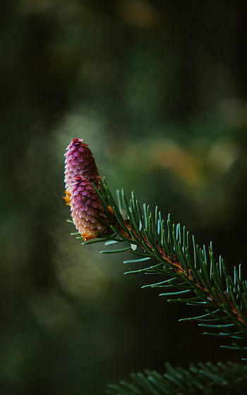 Nature, Needle, Branch, Fir, Spruce, Focus, Spruce Cone, Spruce Bump HD phone wallpaper