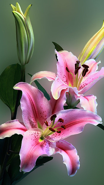 Pink Lily, Amazing, Flower Background HD phone wallpaper