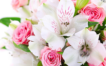 Plants, Flowers HD wallpaper