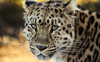 Animals, Leopard, Muzzle, Old, Nice, Sweetheart, Sad HD wallpaper