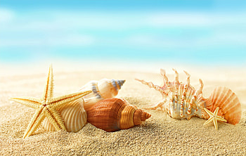Seashells, starfish, sand, seashell, beach HD wallpaper
