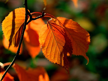 Plants, Autumn, Leaves HD wallpaper