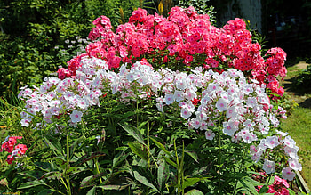 Phlox, white, plants, red, flowers HD wallpaper