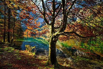 Colorful autumn, colorful, fall, beautiful, serenity, tranquil, lake, park, reflection, trees, autumn, forest, pond, foliage HD wallpaper